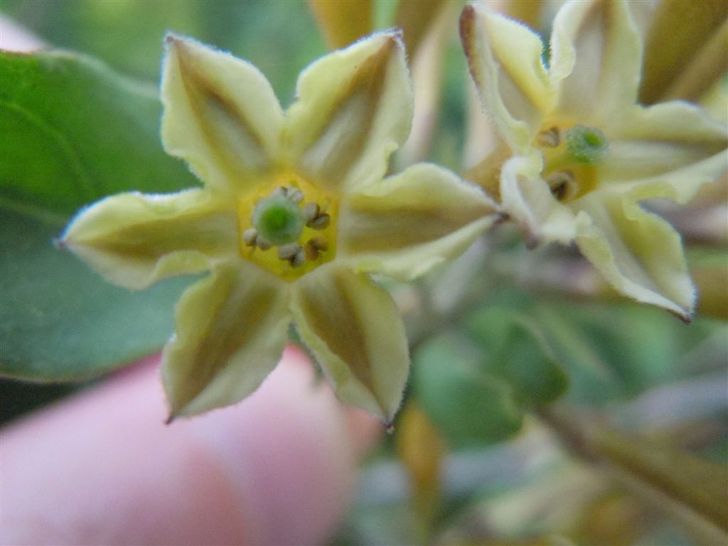 Cestrum parqui / Cestro